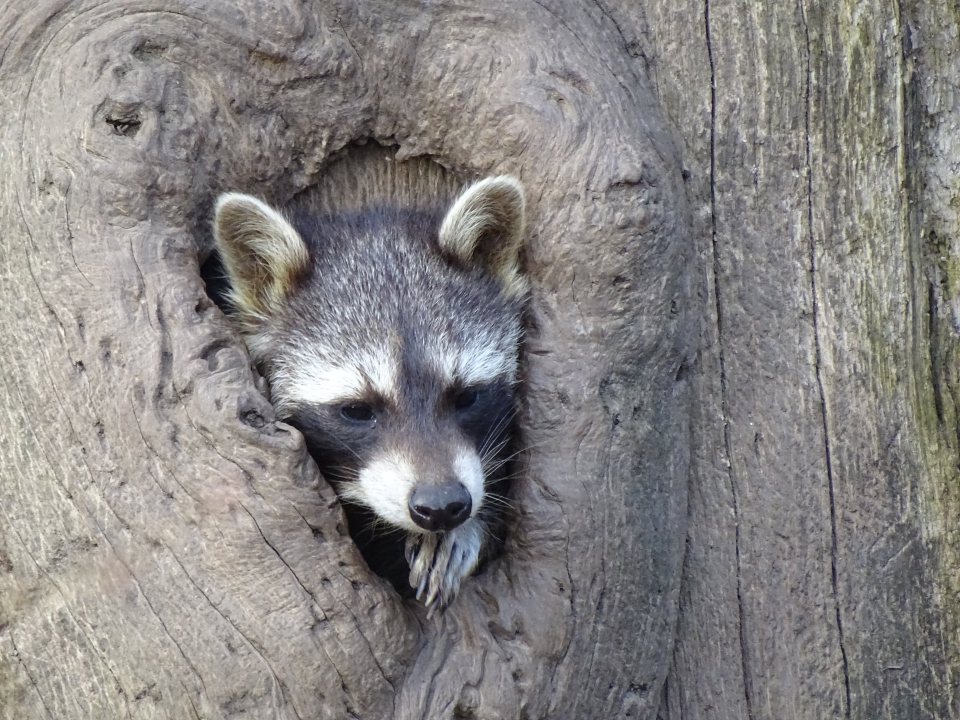Animal raccoon peering from a hollow in a tree trunk, detailed fur and curious gaze. 5K Ultra HD PC desktop wallpaper and background.