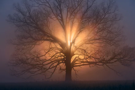 HD desktop wallpaper of a lone tree in dense fog with sunbeams shining through its bare branches, creating a serene and mystical nature scene.