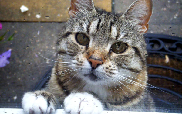 Close-up HD desktop wallpaper of a cat with a muzzle, resting its paws on a surface and looking directly at the camera.