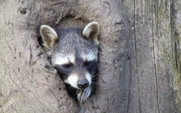 Animal raccoon peering from a hollow in a tree trunk, detailed fur and curious gaze. 5K Ultra HD PC desktop wallpaper and background.