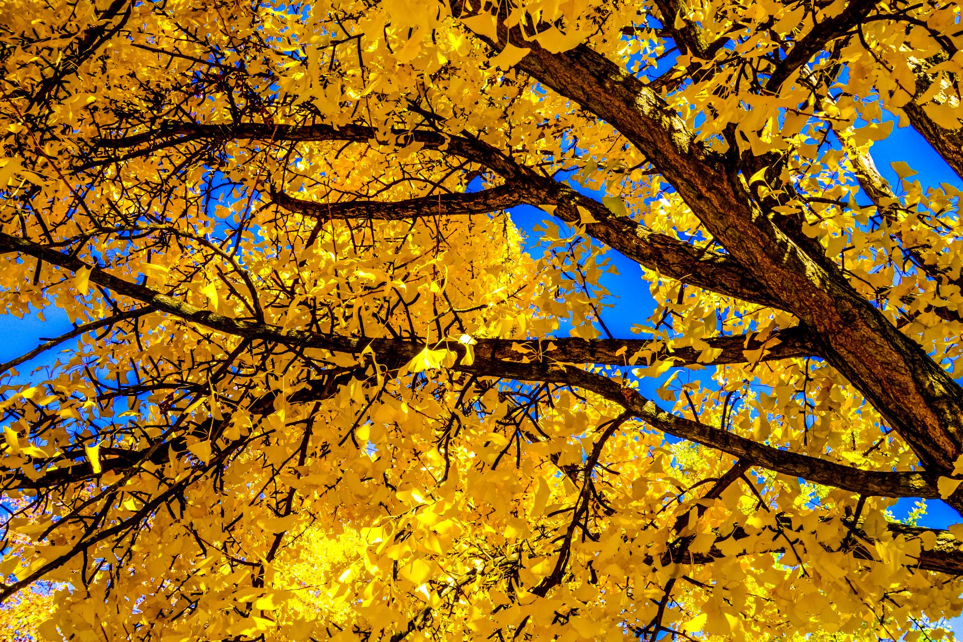 Download Branch Fall Yellow Leaf Nature Tree K Ultra Hd Wallpaper