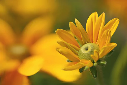 Close-up HD wallpaper of a vibrant yellow Black-eyed Susan flower against a softly blurred natural background.