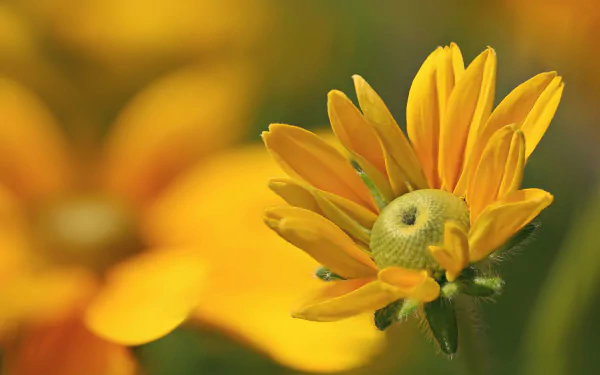 Close-up HD wallpaper of a vibrant yellow Black-eyed Susan flower against a softly blurred natural background.