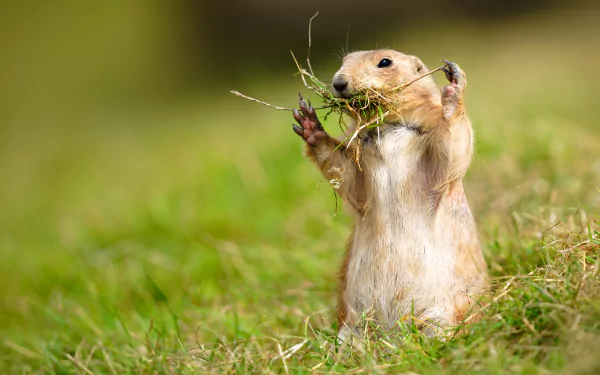 grass rodent blur Animal prairie dog HD Desktop Wallpaper | Background Image