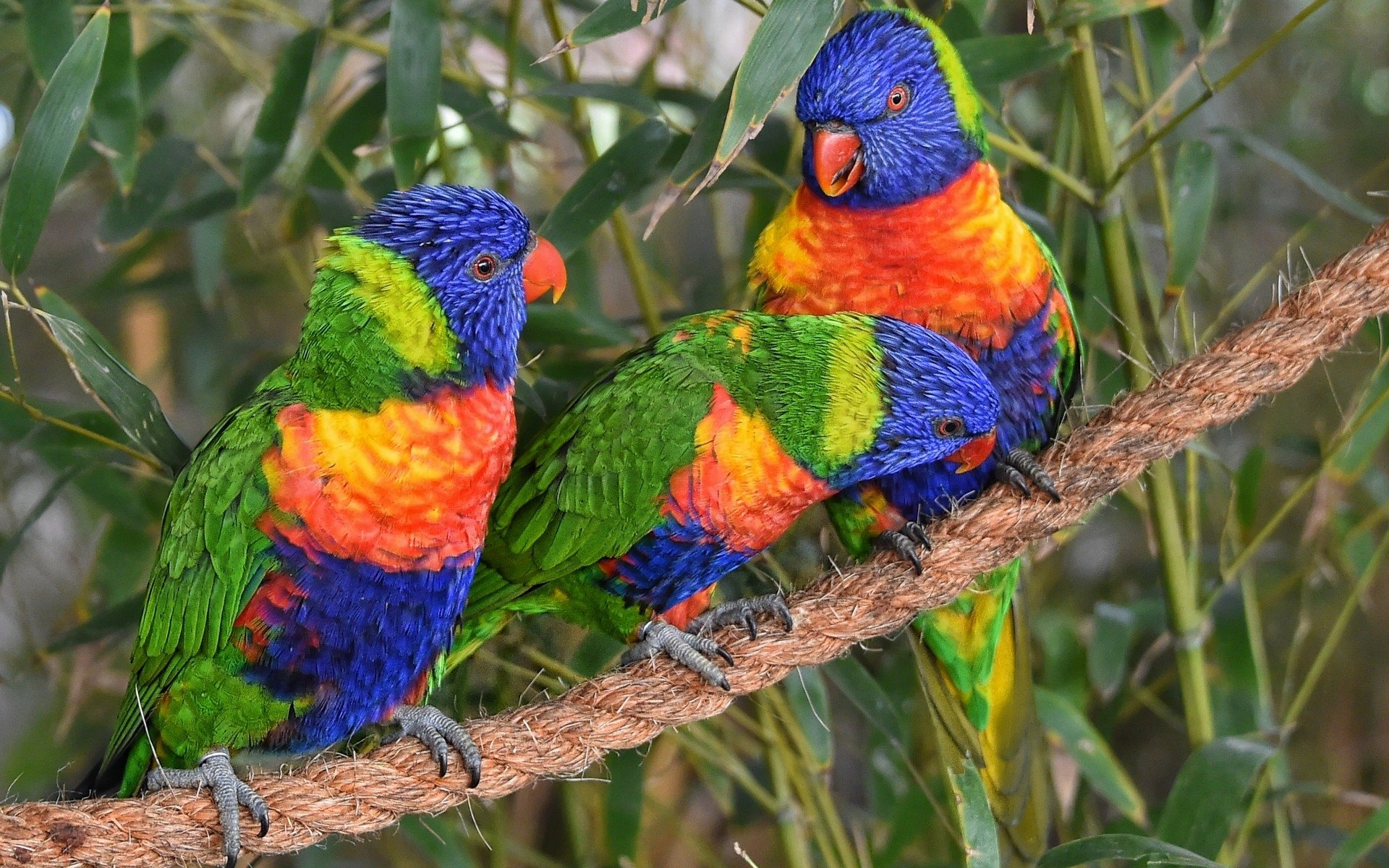 Download Parrot Colorful Colors Bird Animal Rainbow Lorikeet HD Wallpaper