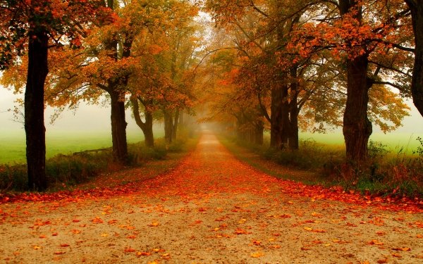 Man Made Path Fall Tree-Lined Road Fog HD Wallpaper | Background Image