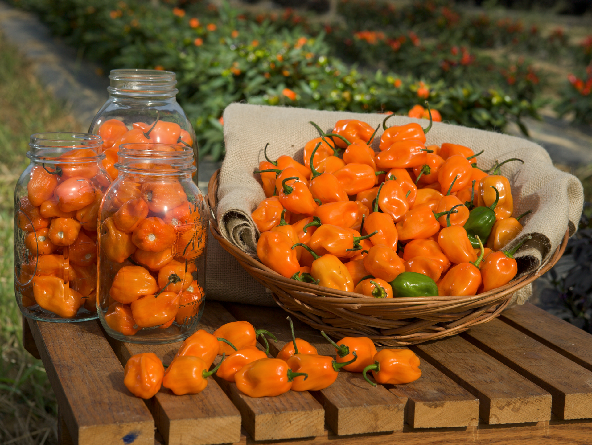 Download Food Pepper HD Wallpaper