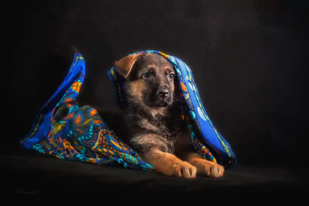 A German Shepherd puppy wrapped in a colorful blanket against a dark background, captured in HD as a PC desktop wallpaper.