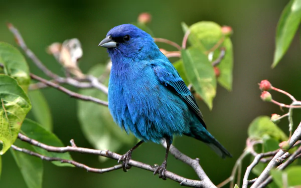  Indigo Bunting on Tree Branch