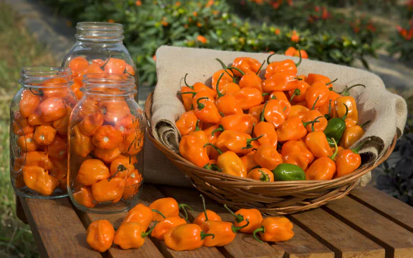 food pepper HD Desktop Wallpaper | Background Image