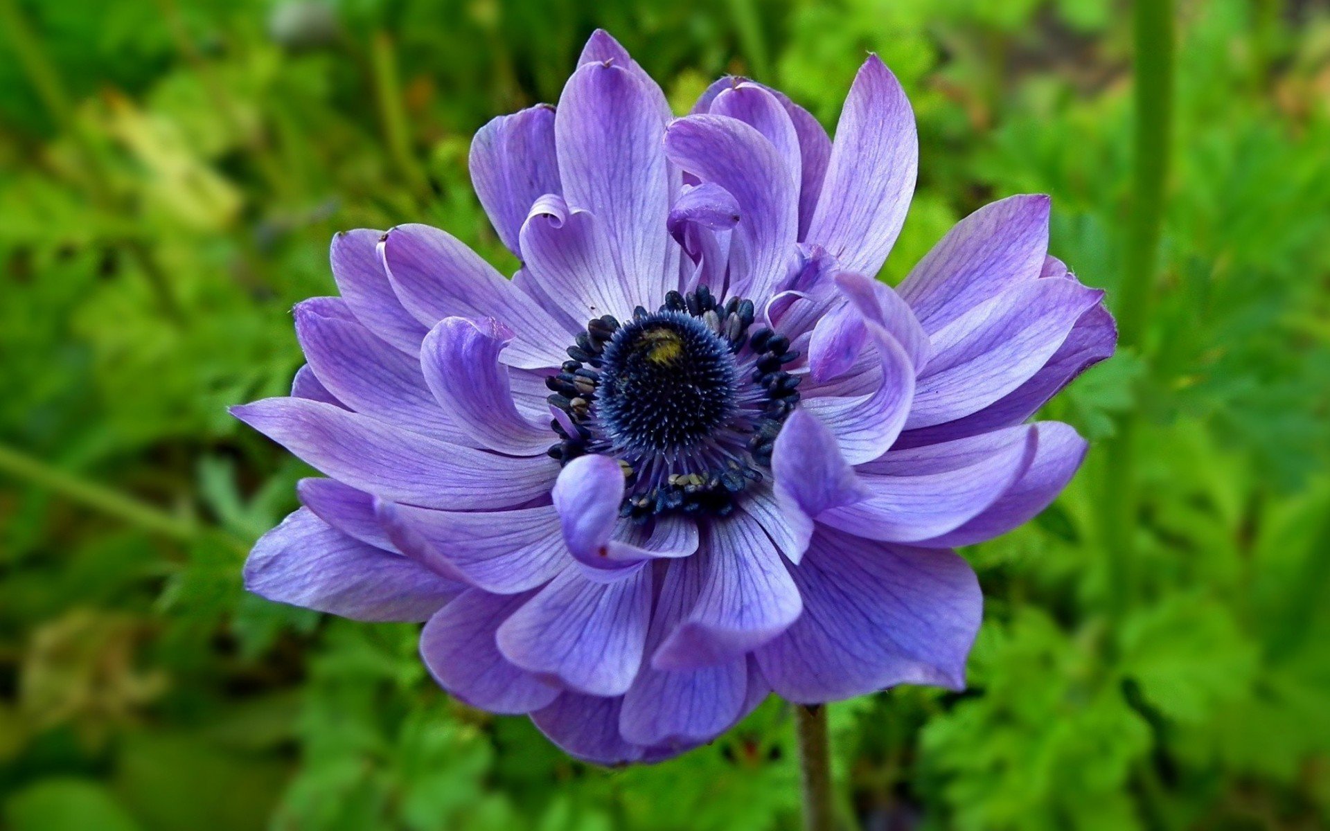 Pretty Purple Flower HD Wallpaper | Background Image ...