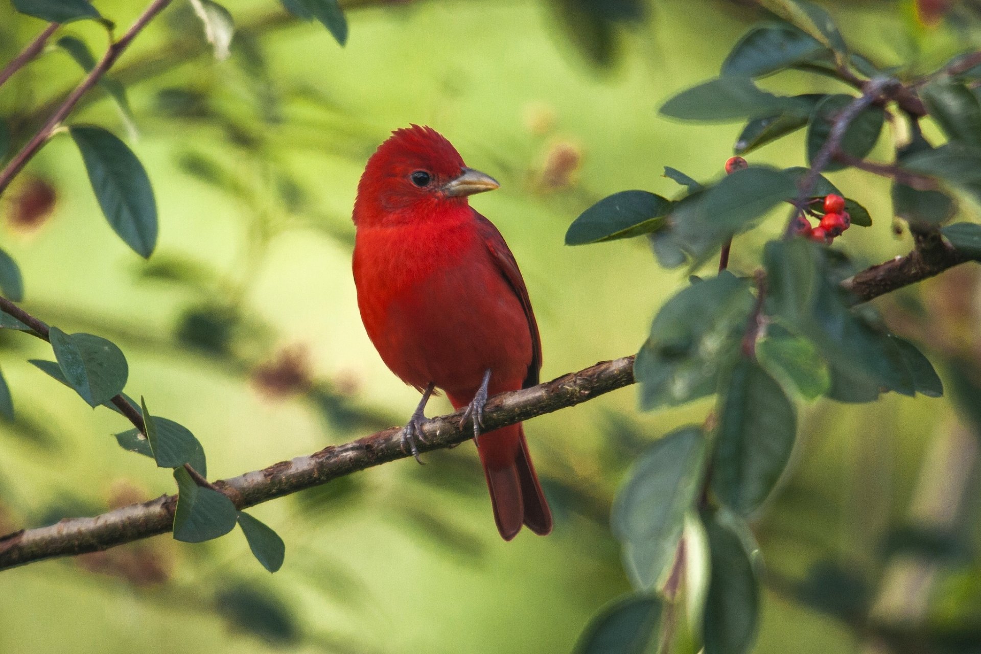 Download Summer Tanager Bird Animal Tanager HD Wallpaper