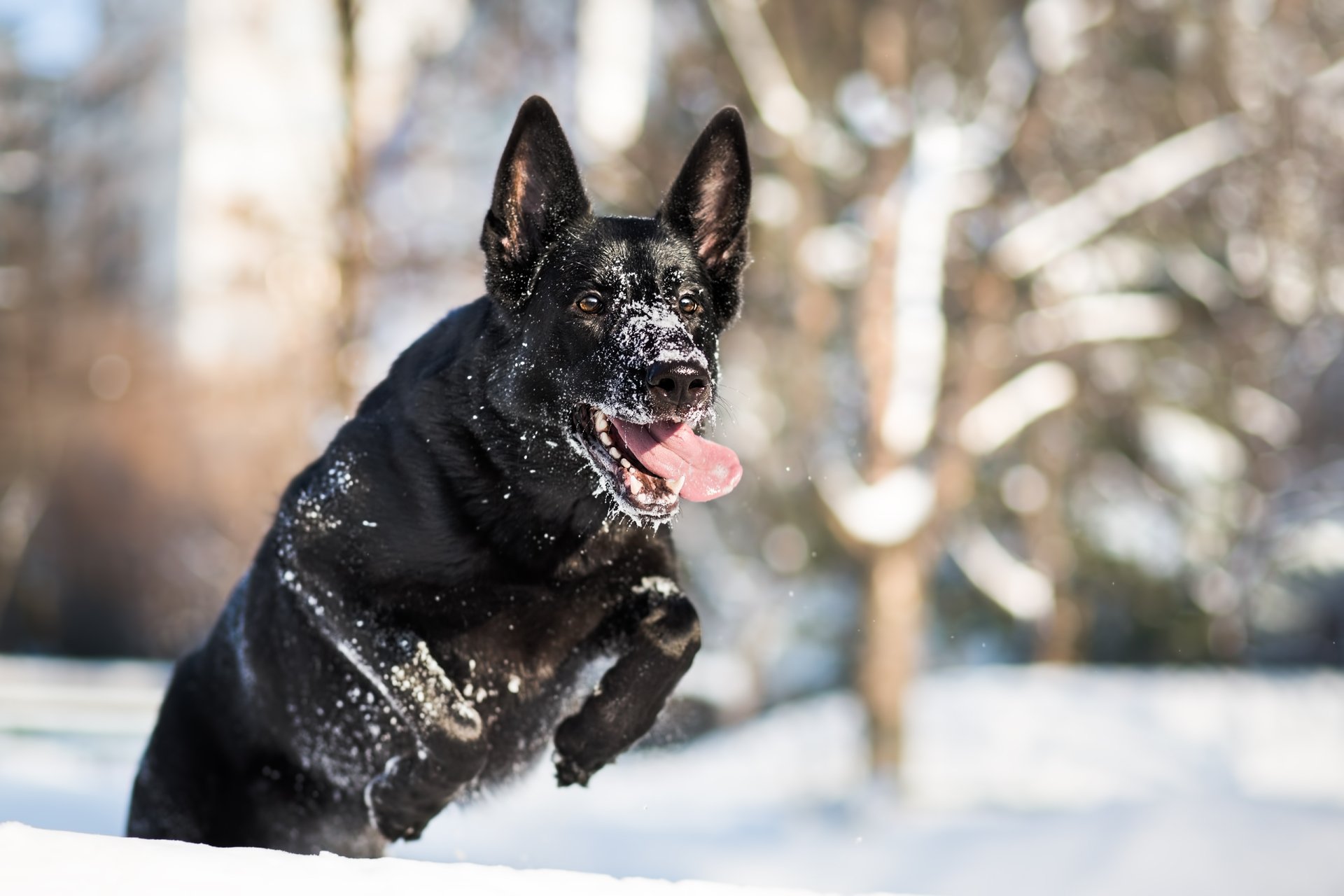 A German Shepherd dog joyfully leaps through the snow in a bright, wintry forest setting, captured in HD for a crisp PC desktop wallpaper background.