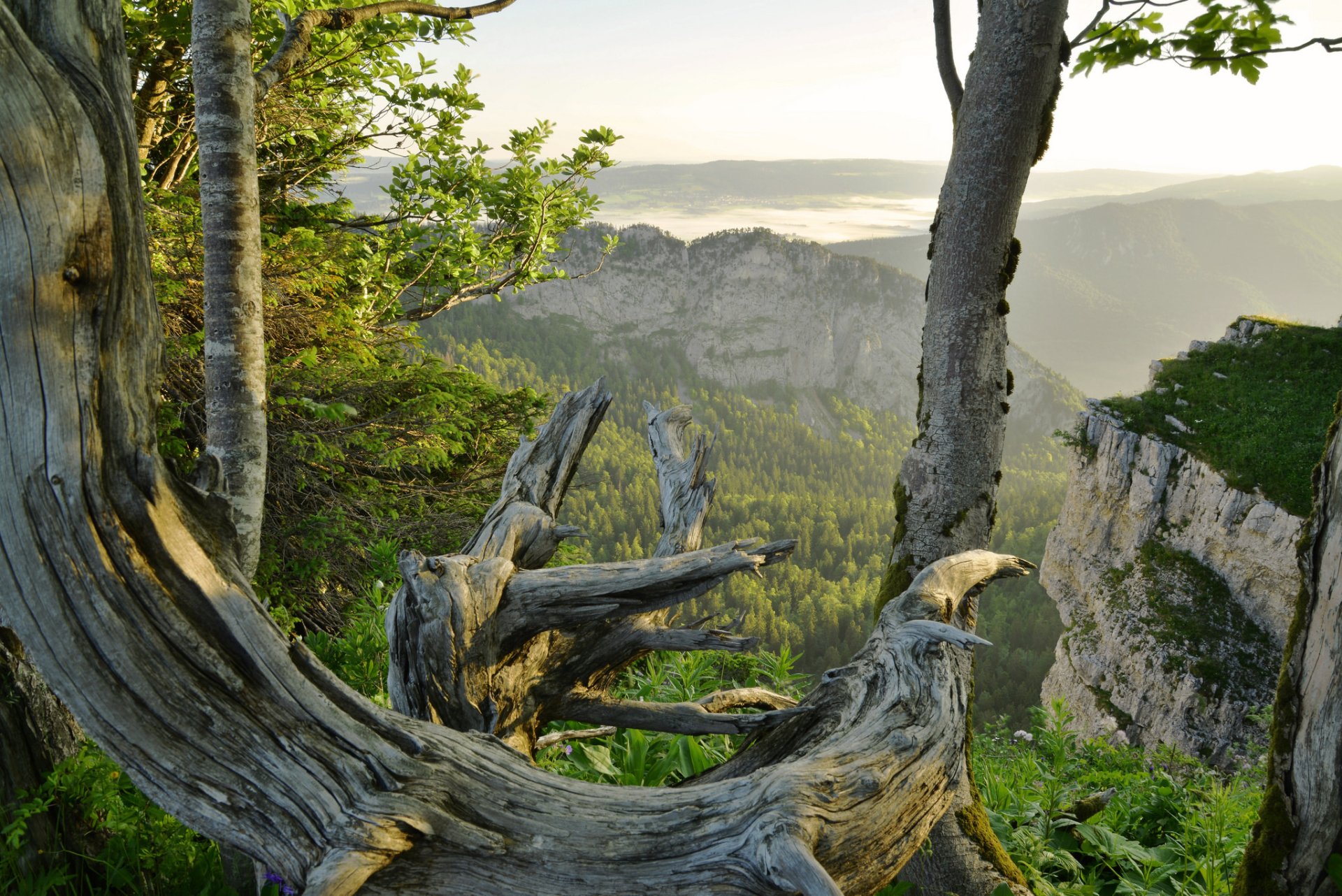 HD desktop wallpaper showcasing a vibrant forest landscape with twisted wood in the foreground and distant cliffs under soft natural light.