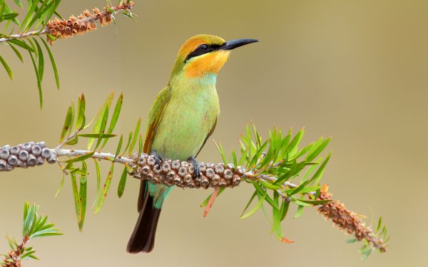 Animal Bee-eater Birds Bee-Eaters Bird Rainbow Bee-Eater Colorful Branch HD Wallpaper | Background Image