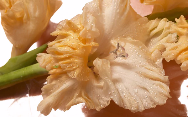 iris water drop nature gladiolus HD Desktop Wallpaper | Background Image