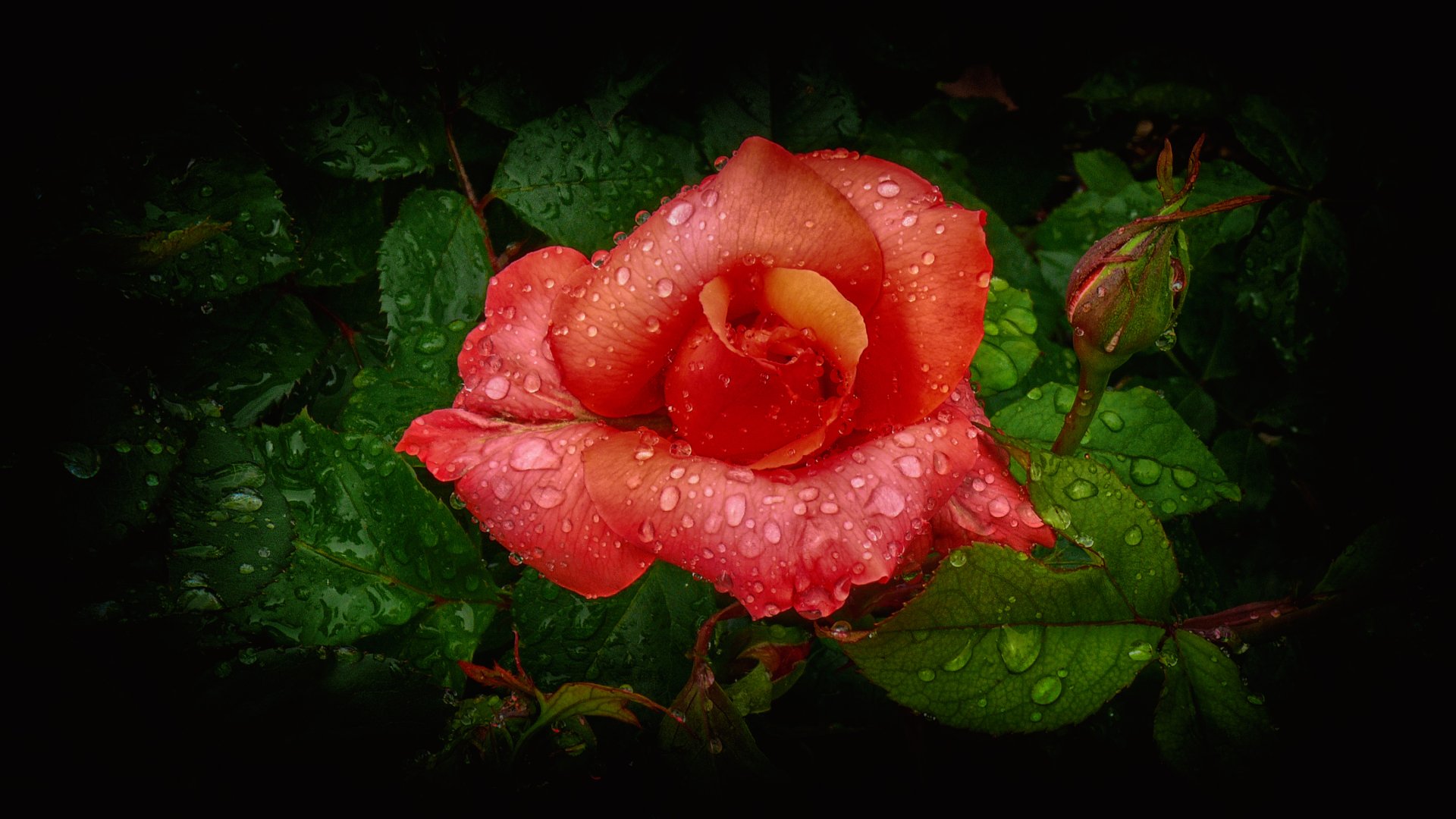 Close-up of an orange rose flower and bud covered in water drops, set against dark green leaves, captured in high-definition for a vibrant PC desktop wallpaper.