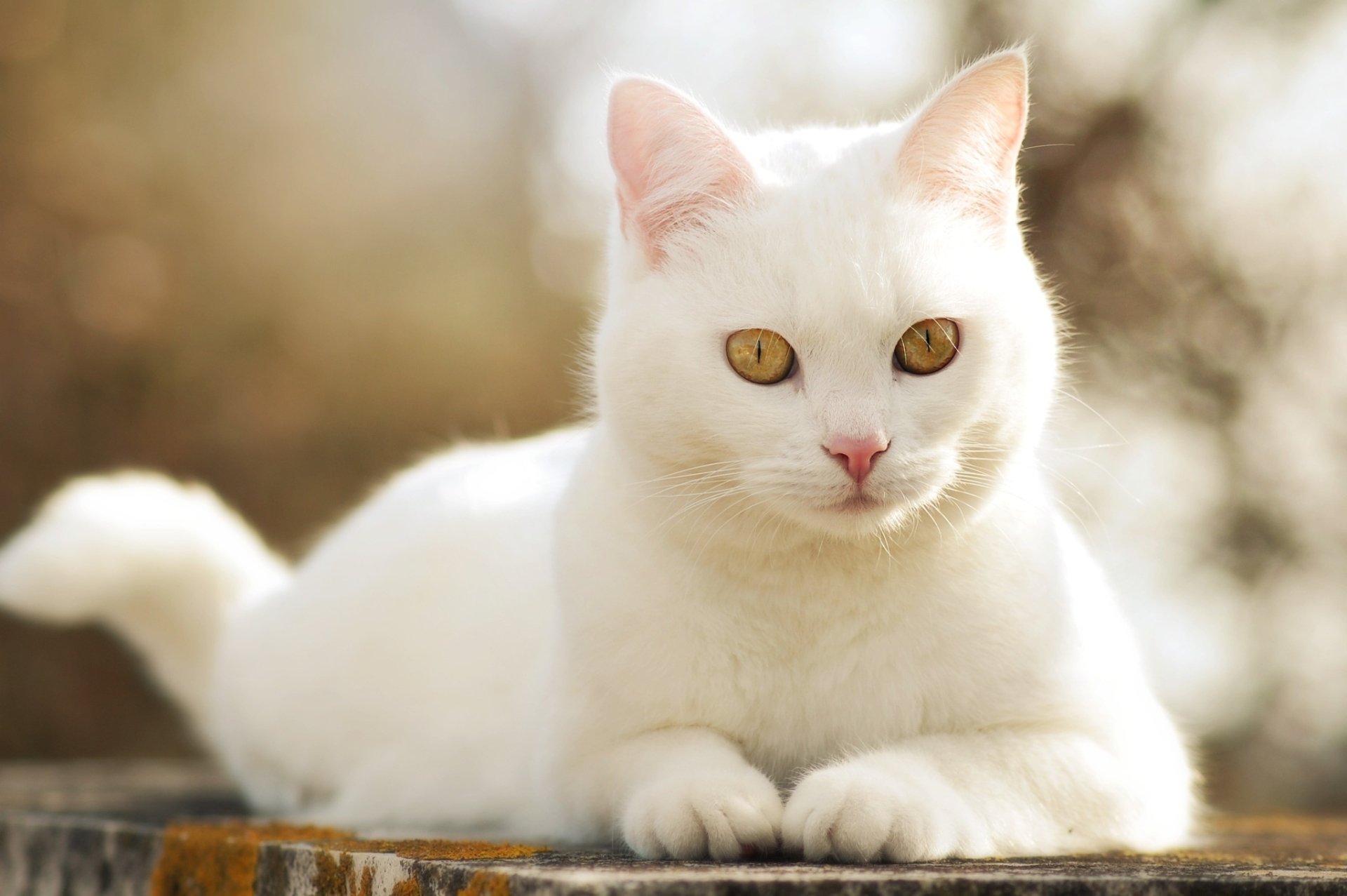 A close-up of a white cat with striking yellow eyes, set against a soft bokeh background, creating an enchanting HD PC desktop wallpaper.