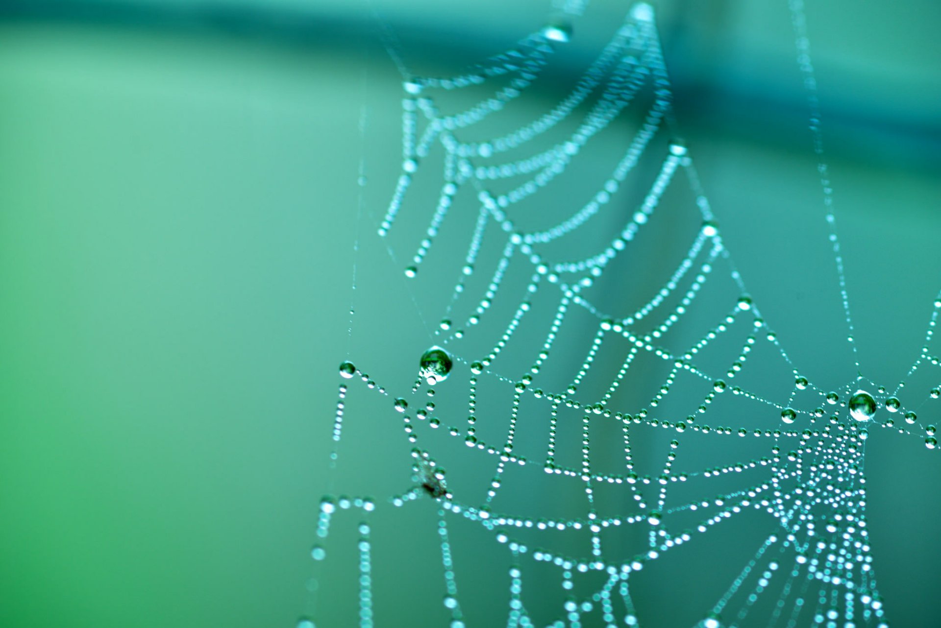 dark spider web wallpaper hd dark spider web wallpaper hd