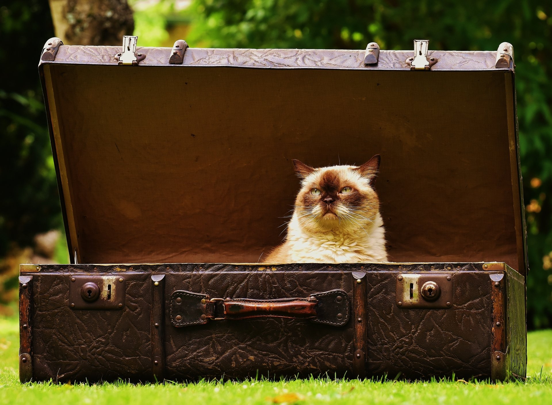 A cat sits inside an open vintage suitcase outdoors, captured in a sharp 4K Ultra HD image, blending animal charm with travel-themed elements as a PC desktop wallpaper.