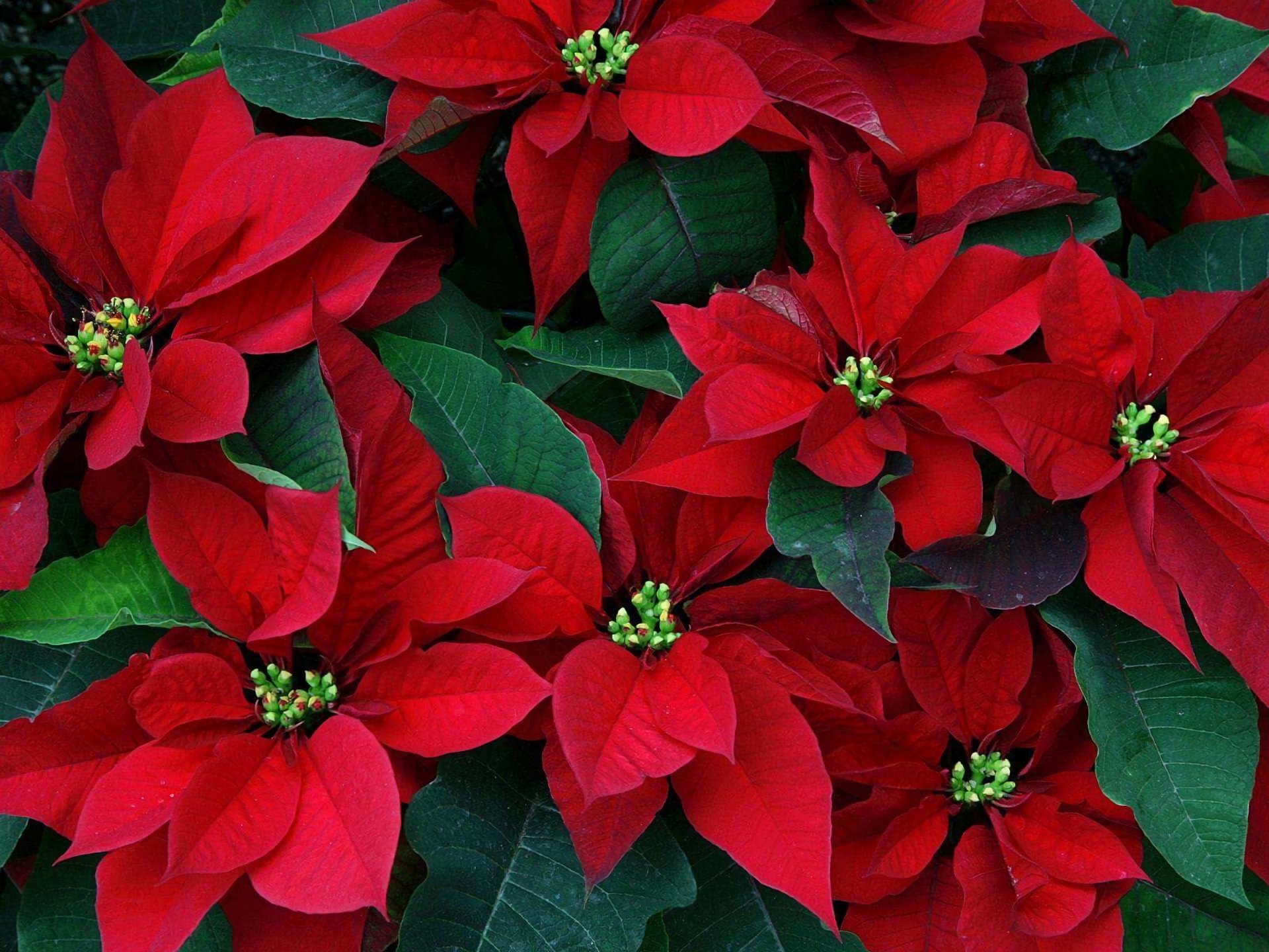 Download Red Flower Leaf Flower Nature Poinsettia  HD Wallpaper