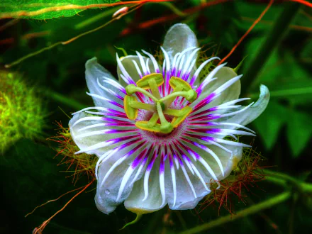 white flower passiflora white daisy flower nature passion flower HD Desktop Wallpaper | Background Image