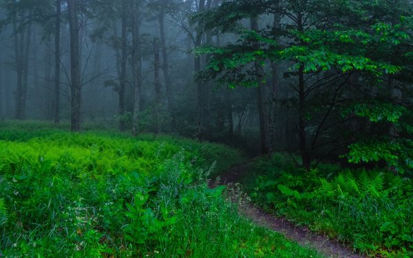 Nature Path Forest Green Fog HD Wallpaper | Background Image