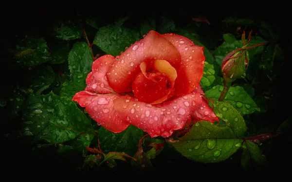 Close-up of an orange rose flower and bud covered in water drops, set against dark green leaves, captured in high-definition for a vibrant PC desktop wallpaper.