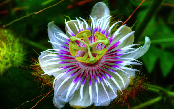 white flower passiflora white daisy flower nature passion flower HD Desktop Wallpaper | Background Image