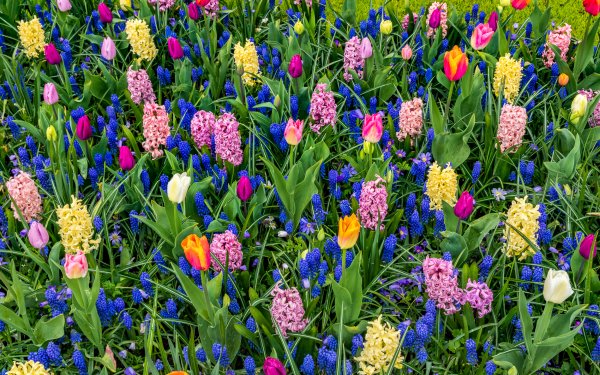 Earth Flower Flowers Tulip Hyacinth Field Colorful Blue Flower Pink Flower Yellow Flower Purple Flower HD Wallpaper | Background Image