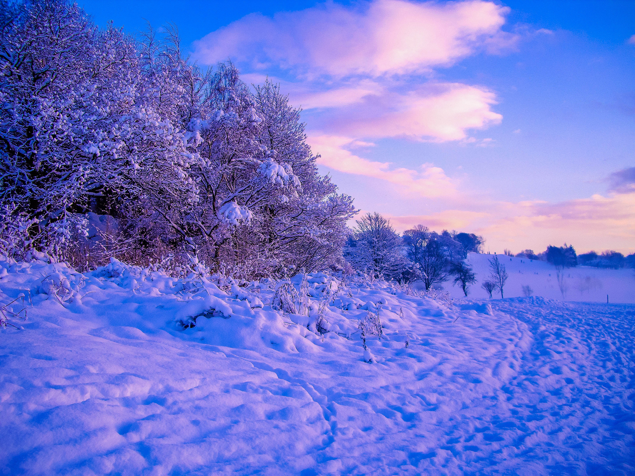 Download Snow Forest Tree Nature Winter HD Wallpaper by Scoopd