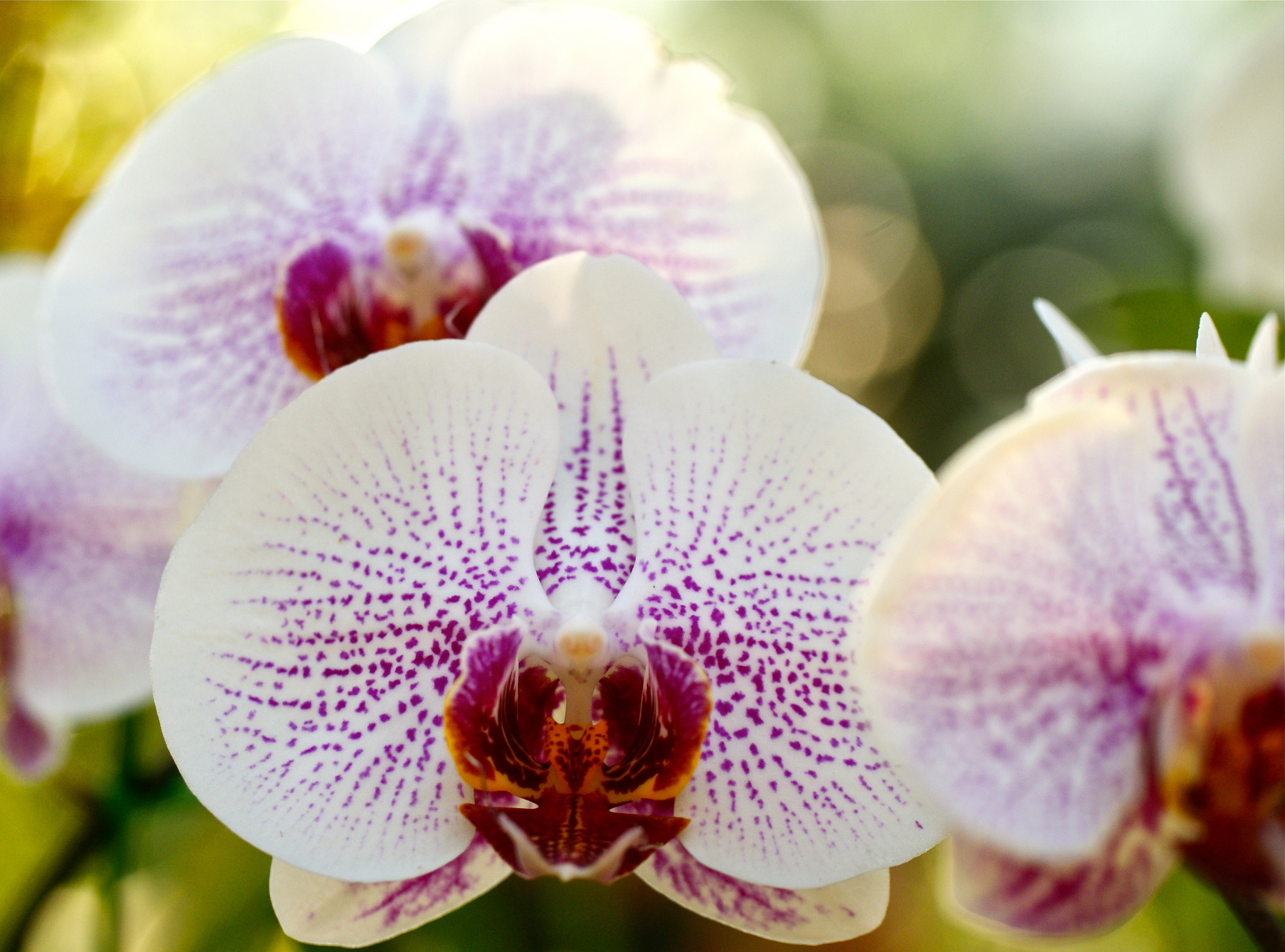 Download White Flower Macro Bokeh Flower Nature Orchid HD Wallpaper by ...