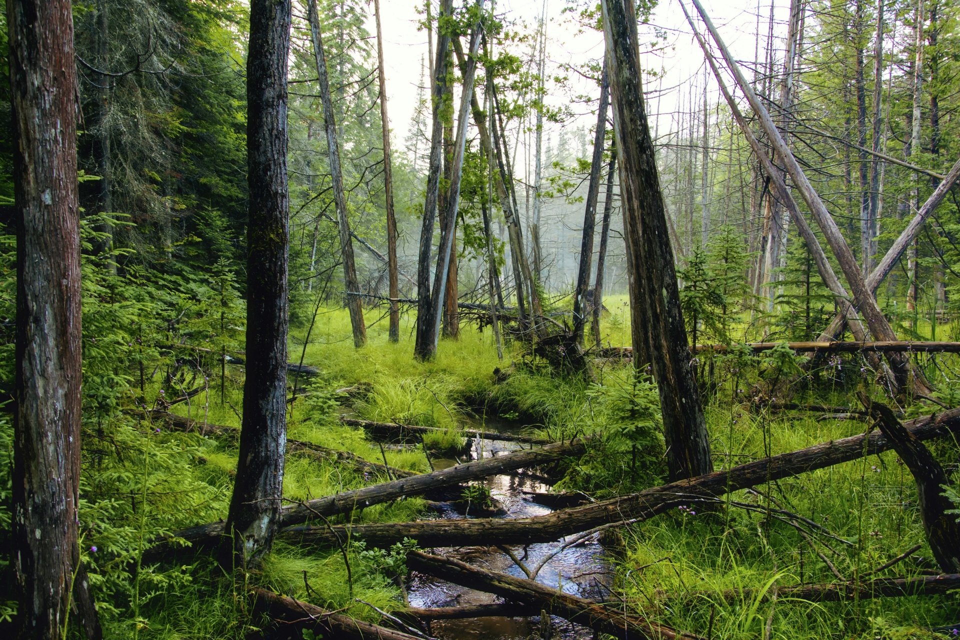 Download Tree Stream Log Nature Forest HD Wallpaper