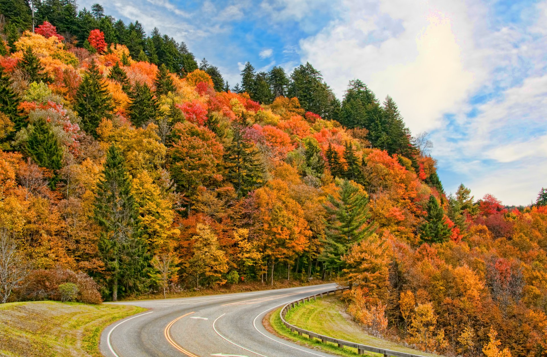 Download Forest Tree Fall Man Made Road 4k Ultra HD Wallpaper ...