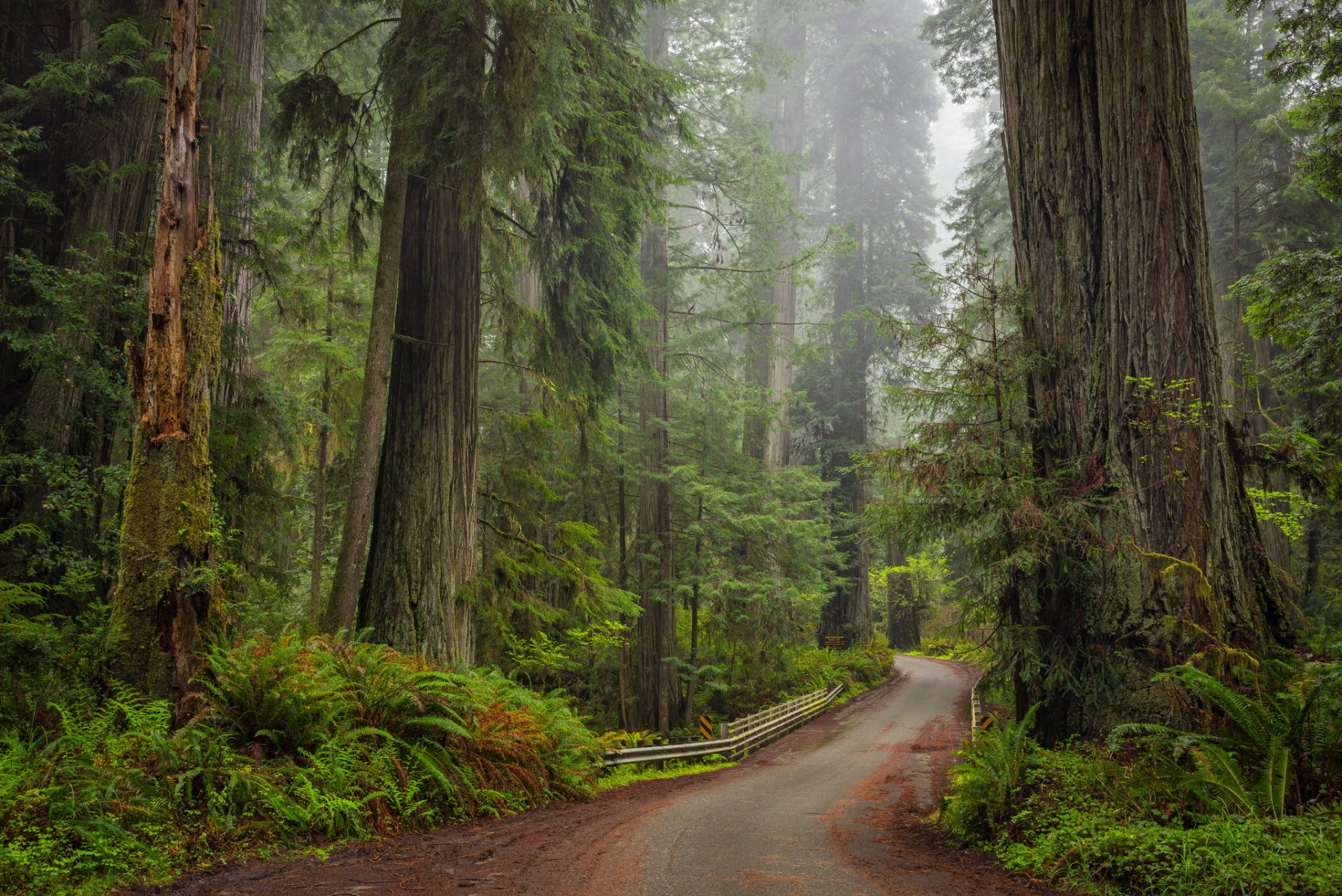 Download Green Redwood Forest Man Made Road HD Wallpaper