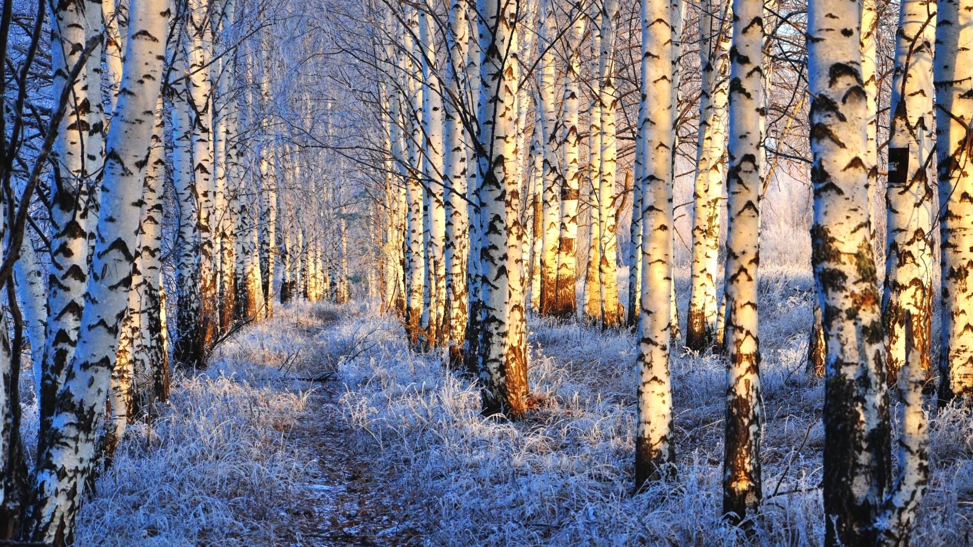 Winter Birch Forest HD Wallpaper | Background Image  