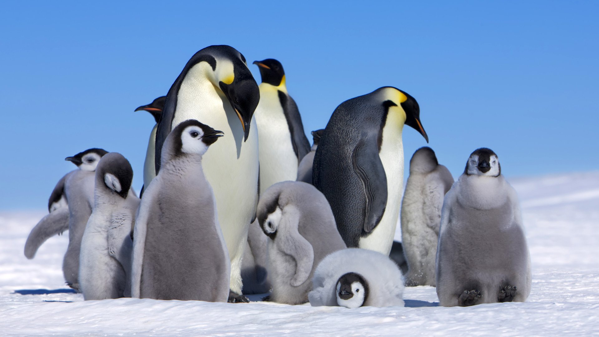 Download Chick Emperor Penguin Bird Animal Penguin HD Wallpaper
