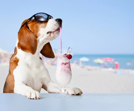 A basset hound wearing sunglasses casually enjoys a cherry-topped milkshake by the beach, captured in vibrant 4K Ultra HD for a playful animal-themed wallpaper.