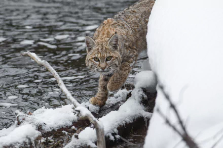 snow winter Animal bobcat HD Desktop Wallpaper | Background Image
