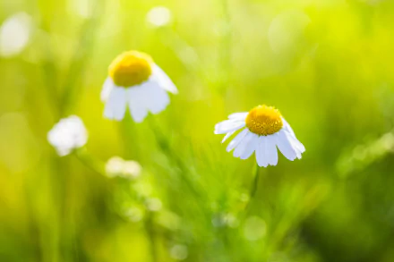 white flower bokeh nature flower camomile HD Desktop Wallpaper | Background Image