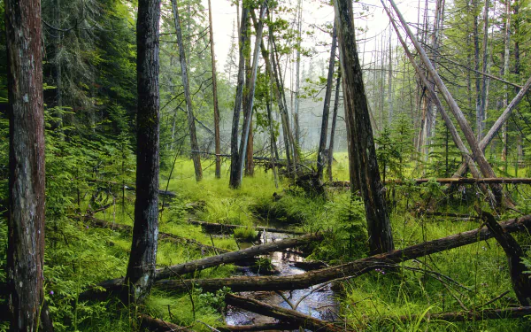 tree stream log nature forest HD Desktop Wallpaper | Background Image