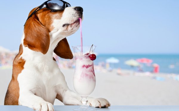 Animal Basset Hound Dogs Dog Sunglasses Humor Milkshake HD Wallpaper | Background Image
