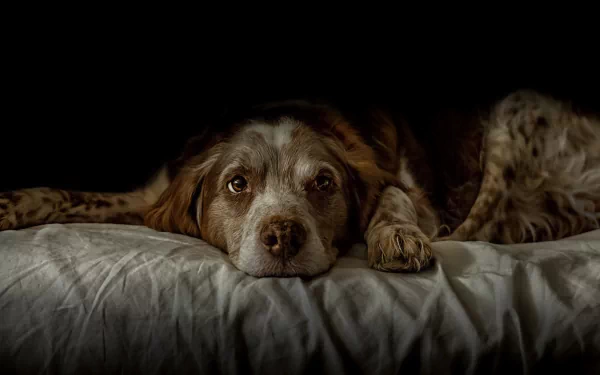 dog Animal spaniel HD Desktop Wallpaper | Background Image