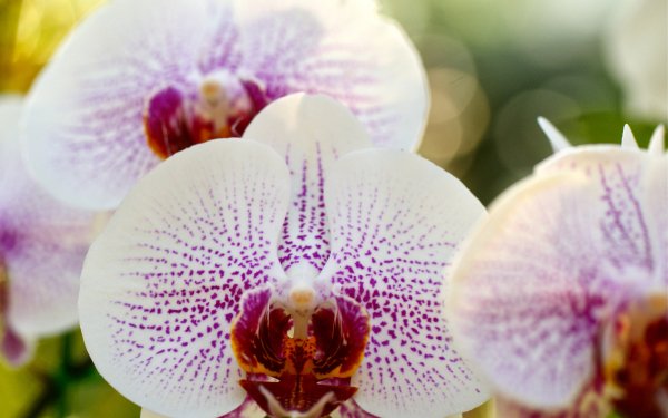 Earth Orchid Flowers Flower Bokeh Macro White Flower HD Wallpaper | Background Image