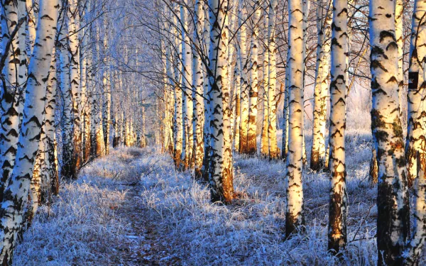 A serene winter scene featuring a birch forest blanketed in snow, with sunlight filtering through the trees, creating a tranquil nature backdrop for your desktop.