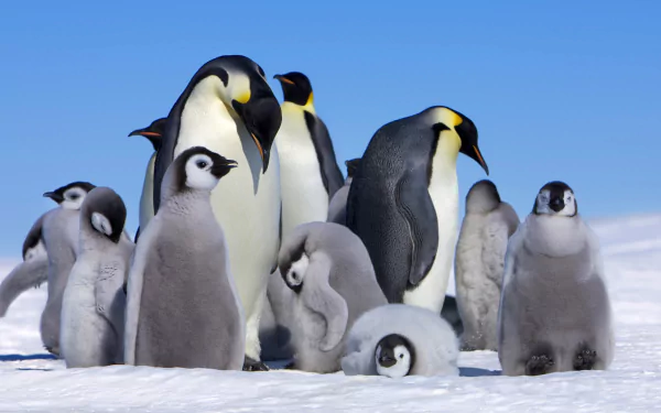  Emperor Penguins and Their Chicks