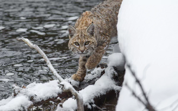 Bobcat prowls a snowy riverbank in winter, framed as a high-resolution 2K Quad HD PC desktop wallpaper/background.