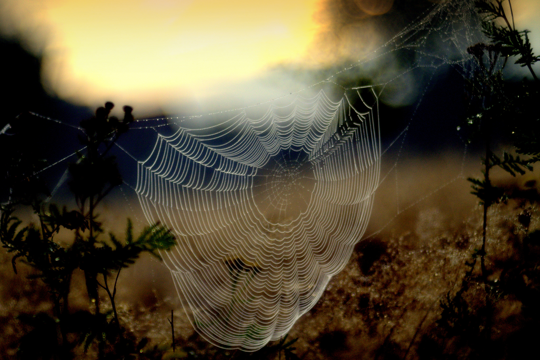 Photography Spider Web HD Wallpaper | Background Image