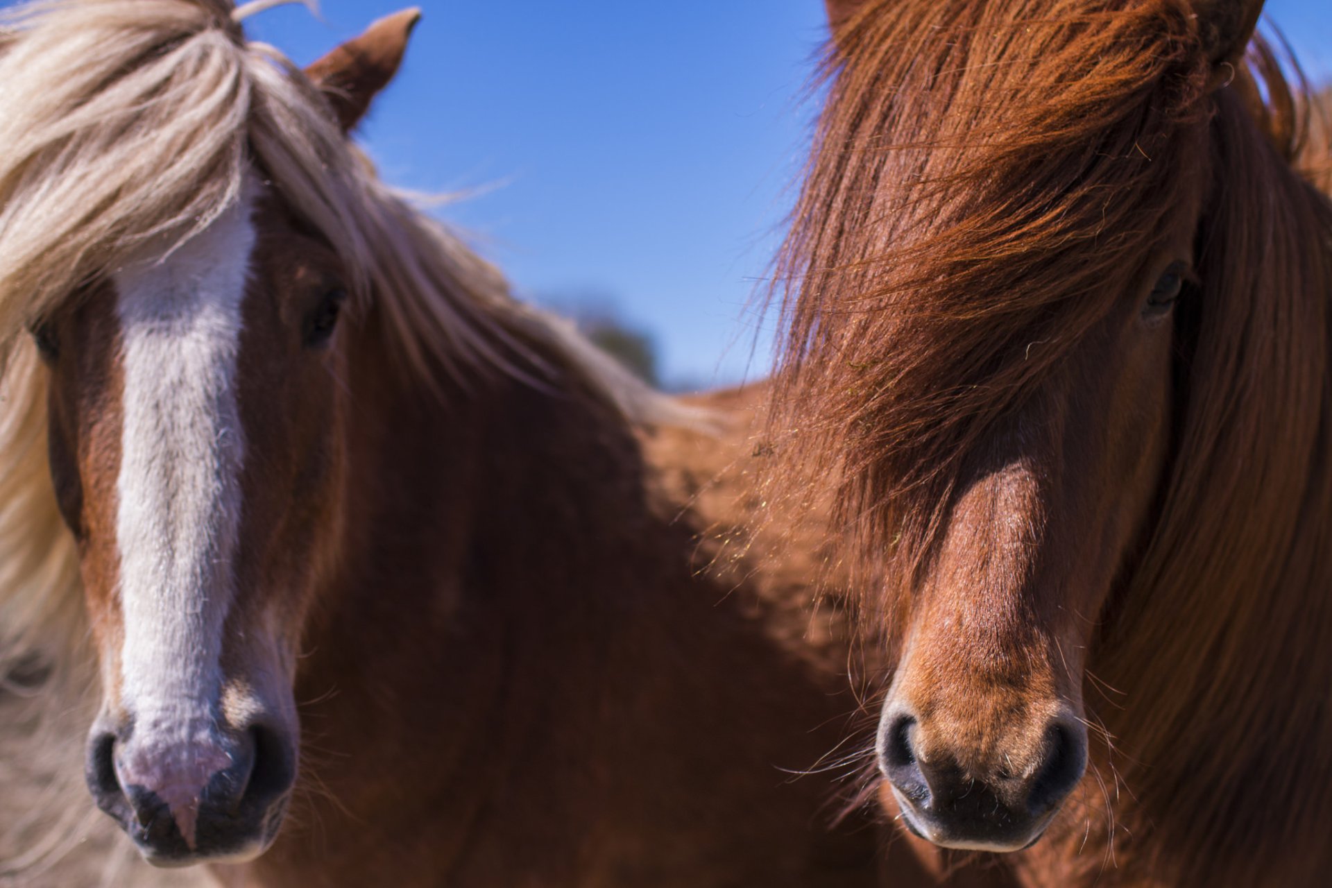 HD PC desktop wallpaper featuring a close-up of two horses with flowing manes against a clear blue sky.