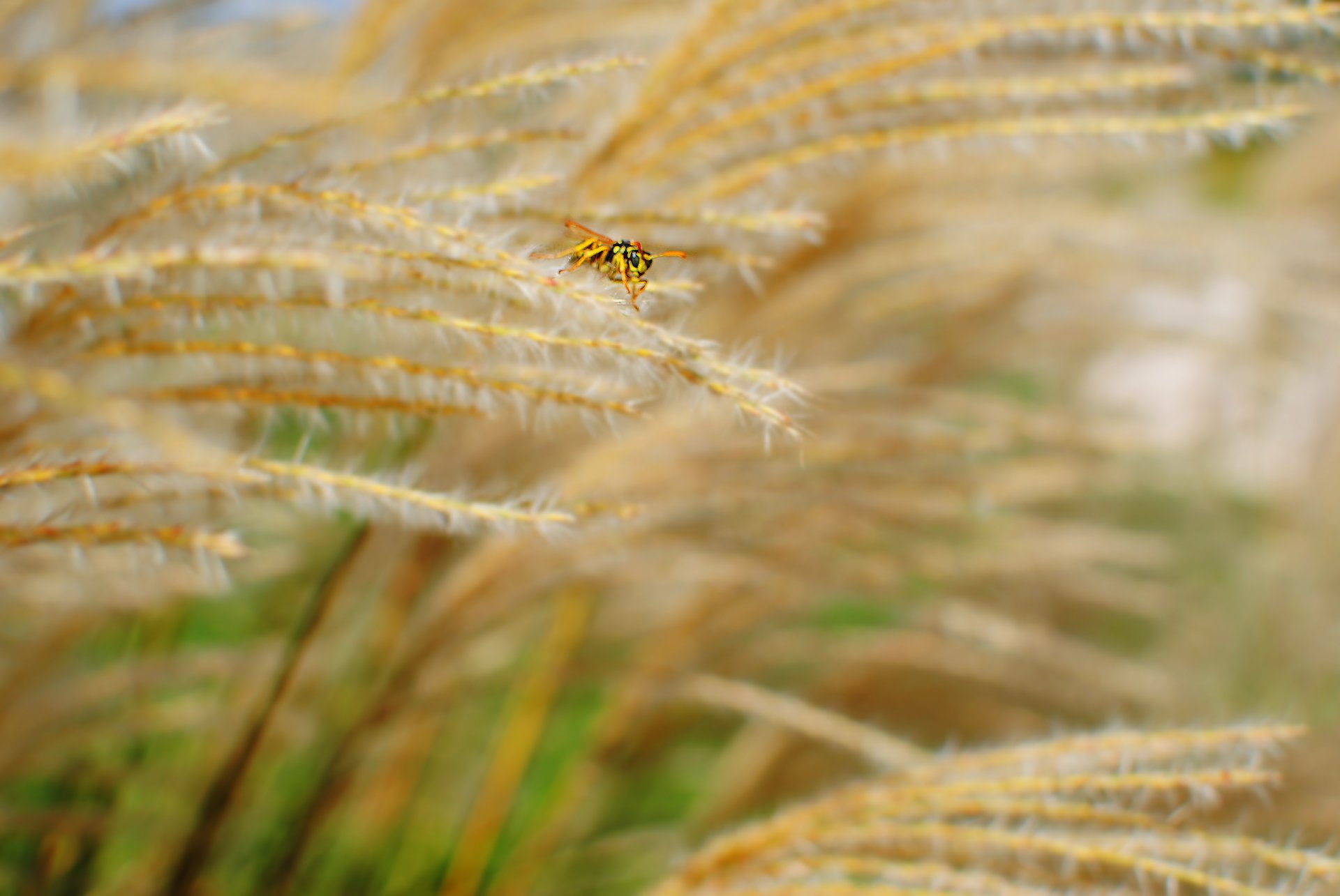 Download Close-up Insect Grass Animal Wasp 4k Ultra HD Wallpaper by ashercurri